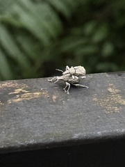 Dermatoxenus caesicollis