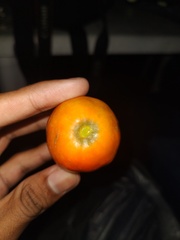 Solanum betaceum
