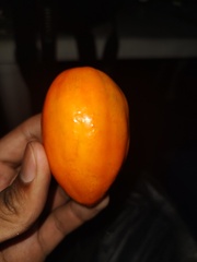 Solanum betaceum