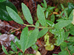 Vaccinium myrtilloides