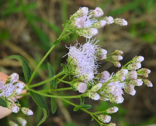 Image of Chromolaena ivifolia by (c) saltyhiker, some rights reserved (CC BY)