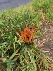 Gazania