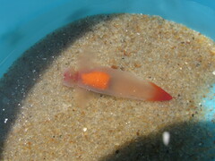 Clione limacina