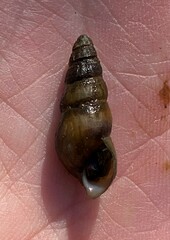 Elimia pybasii