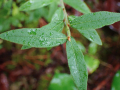 Vaccinium myrtilloides
