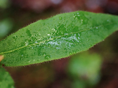 Vaccinium myrtilloides
