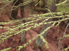 Chaenotheca furfuracea