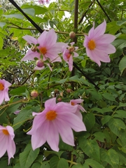 Dahlia imperialis