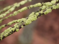 Chaenotheca furfuracea