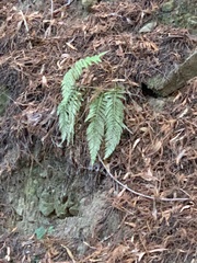 Polystichum dudleyi