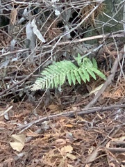 Polystichum dudleyi