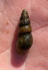 Elimia pybasii