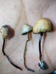 Panaeolus cyanescens