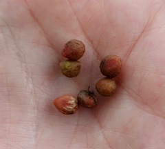 Callirhytis piperoides