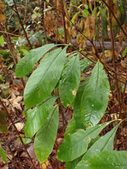 Oemleria cerasiformis