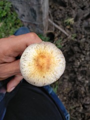 Psilocybe cubensis