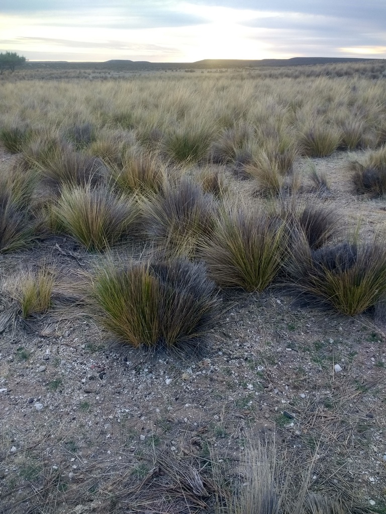 Stipa ambigua