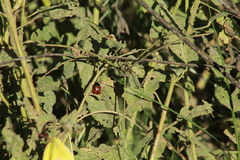Calligrapha serpentina