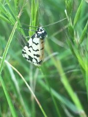 Thallarcha jocularis