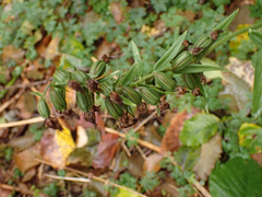 Epipactis helleborine