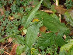 Epipactis helleborine