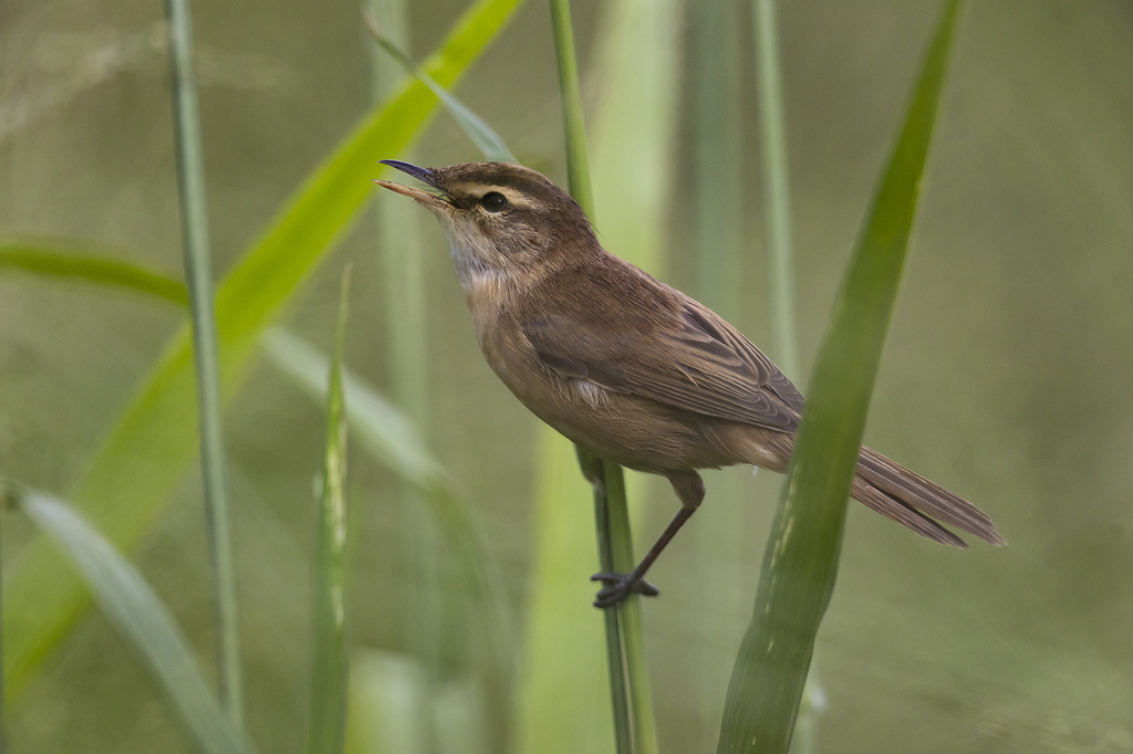 Manchurian Reed Warbler (Acrocephalus tangorum) photo