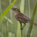 Manchurian Reed Warbler - Photo (c) matthewkwan, some rights reserved (CC BY-ND), uploaded by matthewkwan