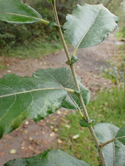 Salix sitchensis