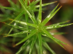 Polytrichastrum alpinum