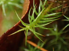 Polytrichastrum alpinum
