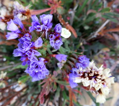 Limonium sinuatum sinuatum