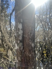 Cryptothecia striata