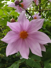 Dahlia imperialis