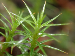 Polytrichastrum alpinum