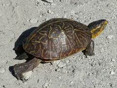 Terrapene carolina bauri