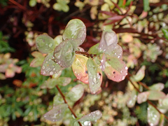 Vaccinium uliginosum