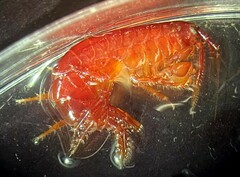 Gammaridae