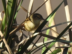 Acrocephalus australis