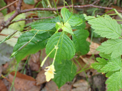 Impatiens parviflora