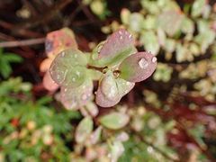 Vaccinium uliginosum