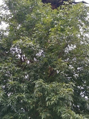 Fraxinus uhdei