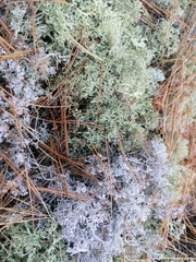 Cladonia arbuscula
