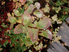 Vaccinium uliginosum