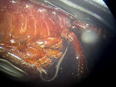 Gammaridae
