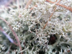 Cladonia arbuscula