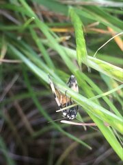 Thallarcha jocularis