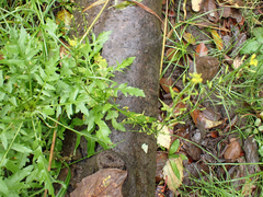 Rorippa palustris