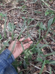 Chamaedorea seifrizii