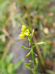Rorippa palustris