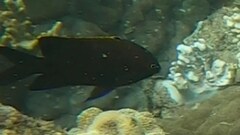 Plectroglyphidodon apicalis